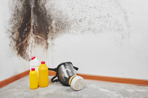 Best Best Mold Removal Companies  in Lake Odessa, MI