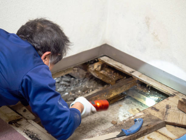 Best Certified Mold Removal  in Lake Odessa, MI
