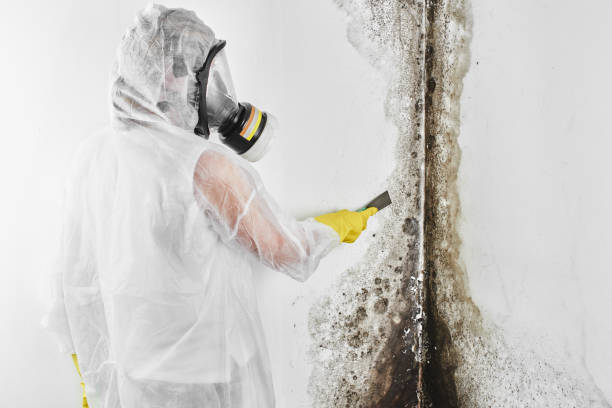 Best Office Mold Removal Services  in Lake Odessa, MI
