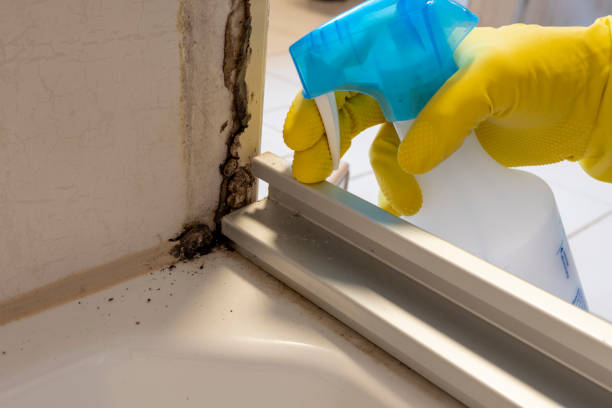 Best Mold Remediation Experts  in Lake Odessa, MI