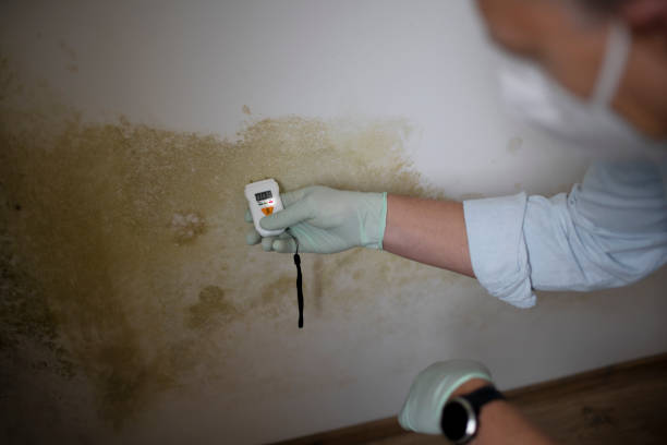 Best Fast Mold Removal  in Lake Odessa, MI
