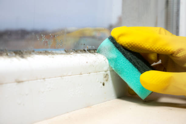 Best Local Mold Removal Service  in Lake Odessa, MI