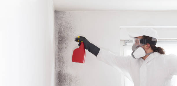 Best Professional Mold Removal  in Lake Odessa, MI