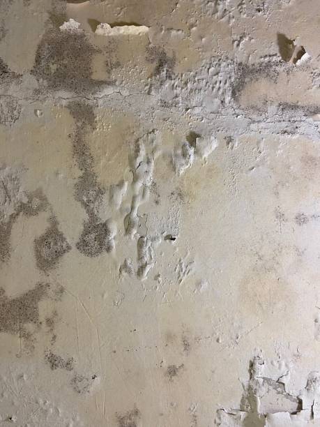 Best Commercial Mold Removal  in Lake Odessa, MI