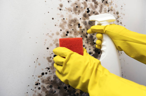 Best Mold Removal Near Me  in Lake Odessa, MI