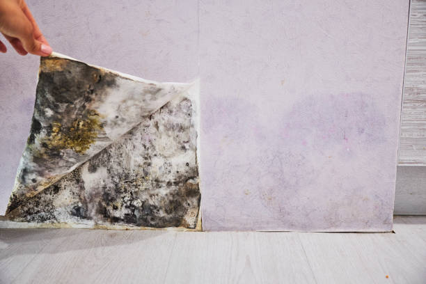 Best Mold Removal Near Me  in Lake Odessa, MI